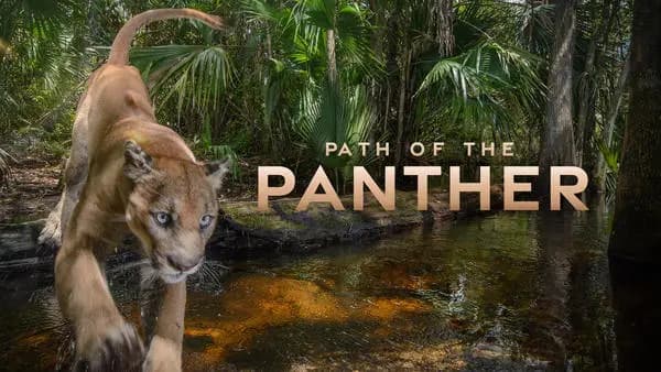 Path of the Panther